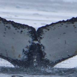 Fluke of HW-MN1305379