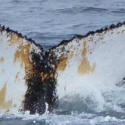 Fluke of HW-MN1305381