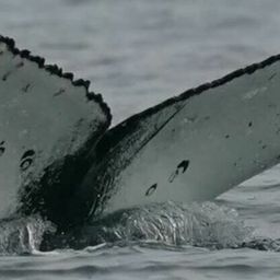 Fluke of HW-MN1305392