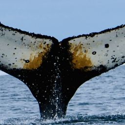 Fluke of HW-MN1305397