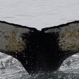 Fluke of HW-MN1305400