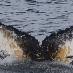 Fluke of HW-MN1305414