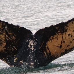 Fluke of HW-MN1305432