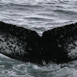 Fluke of HW-MN1305444