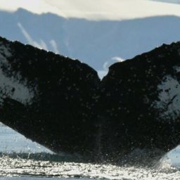 Fluke of HW-MN1305446