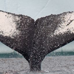 Fluke of HW-MN1305451