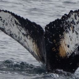 Fluke of HW-MN1305458