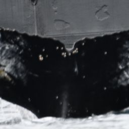 Fluke of HW-MN1305463