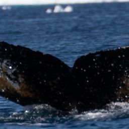 Fluke of HW-MN1305465
