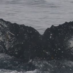 Fluke of HW-MN1305468