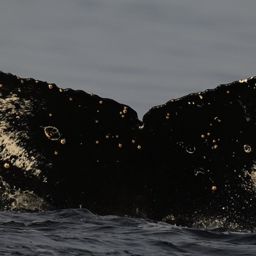 Fluke of HW-MN1305480