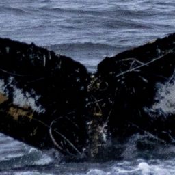 Fluke of HW-MN1305484