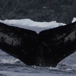 Fluke of HW-MN1305496