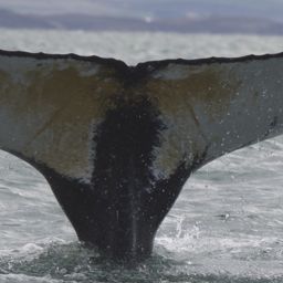 Fluke of HW-MN0103521
