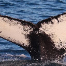 Fluke of HW-MN0103527