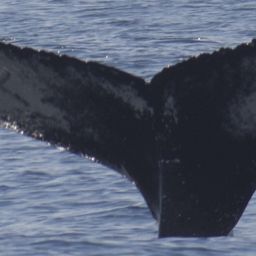 Fluke of Hekla