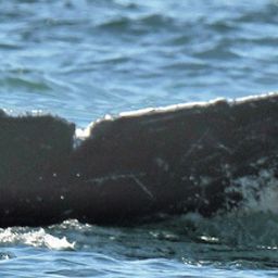 Fluke of Waterspout