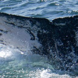 Fluke of HW-MN1305544