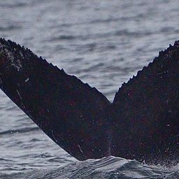 Fluke of HW-MN0200476
