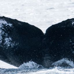 Fluke of HW-MN0444488