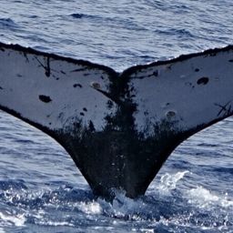 Fluke of HW-MN0444493