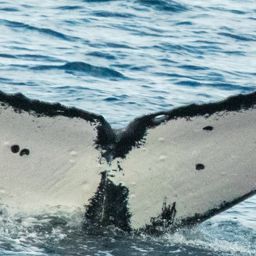Fluke of HW-MN0444494