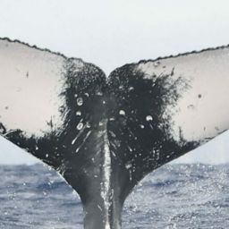 Fluke of HW-MN0444501
