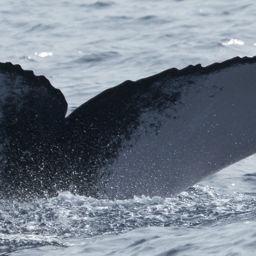 Fluke of HW-MN0444502