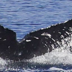 Fluke of HW-MN0444503