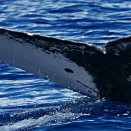 Fluke of HW-MN0444504