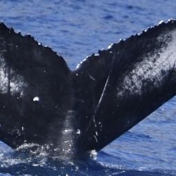 Fluke of HW-MN0444509