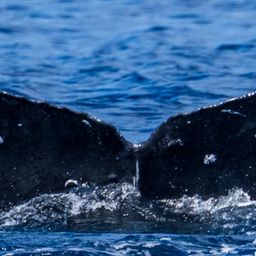 Fluke of HW-MN0444512