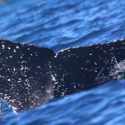 Fluke of HW-MN0444514