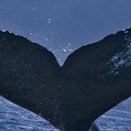 Fluke of HW-MN0444517