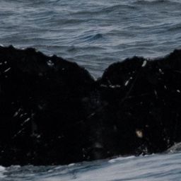 Fluke of HW-MN0444521