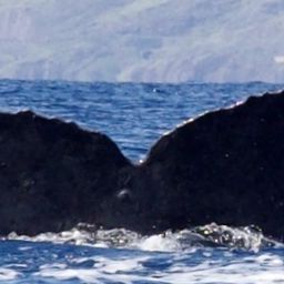 Fluke of HW-MN0444524
