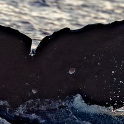Fluke of HW-MN0444532