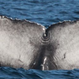 Fluke of CRC-21869