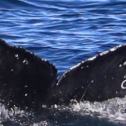 Fluke of CRC-21875