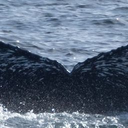 Fluke of CRC-21876
