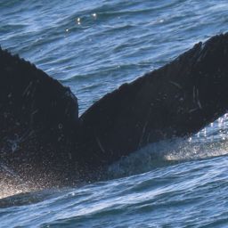 Fluke of CRC-21881