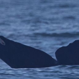 Fluke of CRC-21884