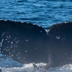 Fluke of CRC-21888