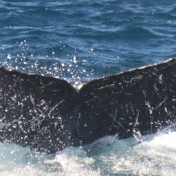 Fluke of CRC-21890