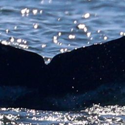 Fluke of CRC-21891