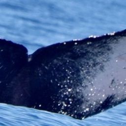 Fluke of CRC-21903
