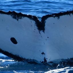 Fluke of CRC-22471
