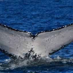 Fluke of HW-MN0523687
