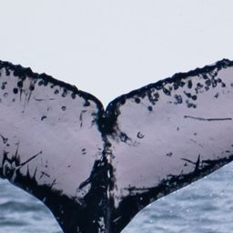 Fluke of HW-MN0523693