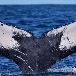 Fluke of HW-MN0523696